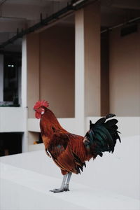 Close-up of rooster on retaining wall