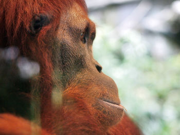 Orangutan, female face portrait, great ape native to indonesia rainforest of borneo and sumatra.