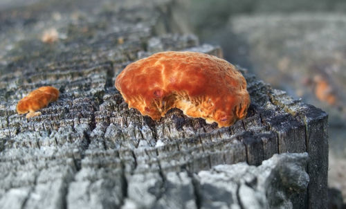 Close-up of mushroom growing on field