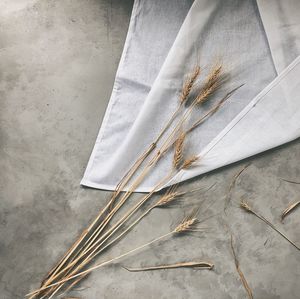 High angle view of feather on table