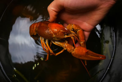 Close-up of hand holding crab in water