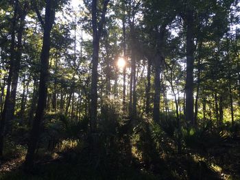 Sun shining through trees in forest