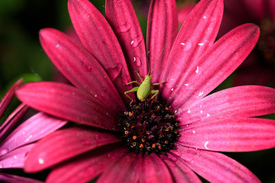 Close-up of pink flower