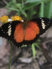 Close-up of butterfly on flower
