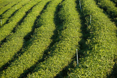 High angle view of corn field