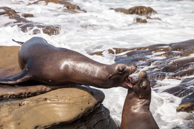 Close-up of sea lion on shore