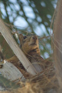 Low angle view of lizard on tree