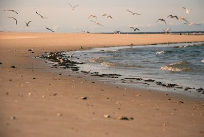 Flock of birds flying over sea against sky