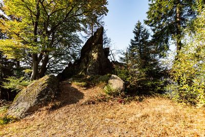 Trees growing on field in forest against sky