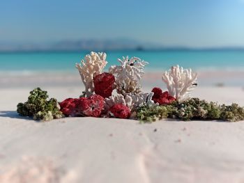 Close-up of berries growing on sea shore