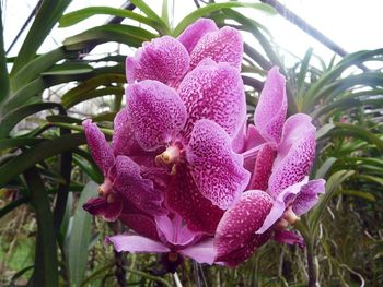 Close-up of pink flowers blooming outdoors