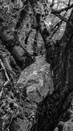 Close-up of lichen on tree trunk in forest
