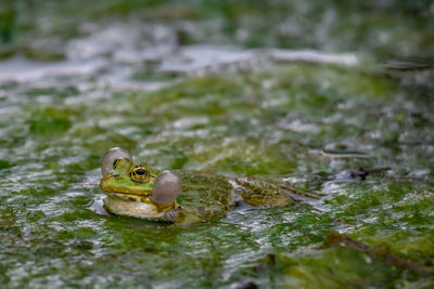 Close-up of frog in water
