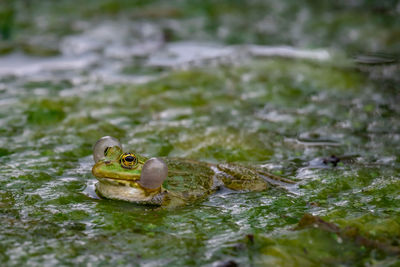 Frog in water. one breeding male pool frog crying with vocal sacs.  biodiversity.