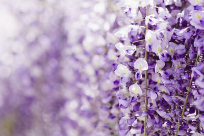 Close-up of wisteria flowers