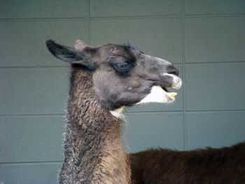 Llama looking away against wall