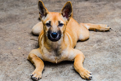 Close-up portrait of a dog lying down