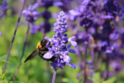 Close-up of bee on purple flowers