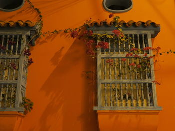 Creeper plants on window of orange wall