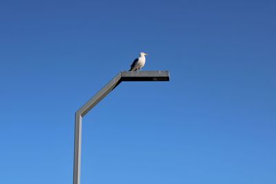 Low angle view of seagull perching on wall