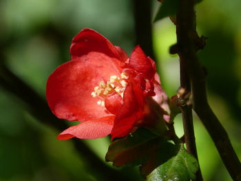 Close-up of red rose