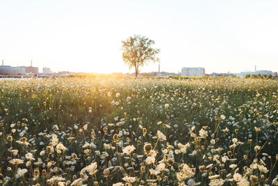 Plants growing on field against sky