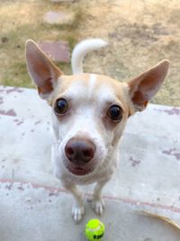 Close-up portrait of a dog