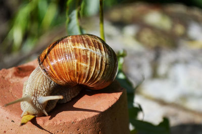 Close-up of snail