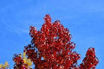 Low angle view of autumn tree against blue sky