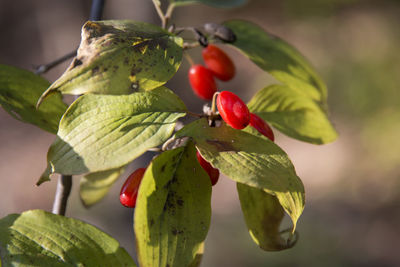 Close-up of berries on tree