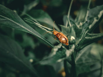 Close-up of insect on leaf