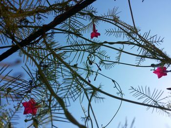 Low angle view of tree against sky