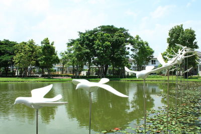 Swan floating on a lake