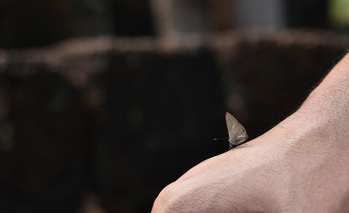 Close-up of butterfly on man body