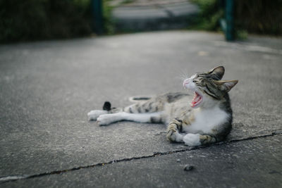 Cat sleeping on street