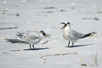 Seagulls on beach