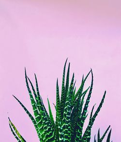 Close-up of plant against clear sky