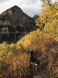 Scenic view of tree mountains during autumn