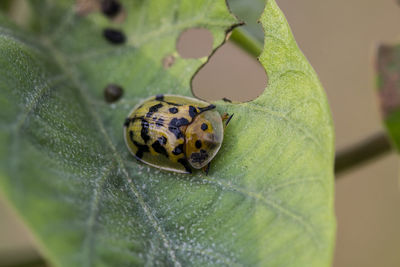 Close-up of beetle on leaf