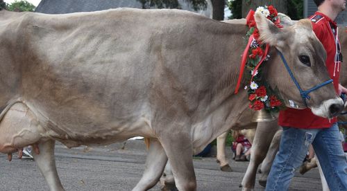 Parade cow
