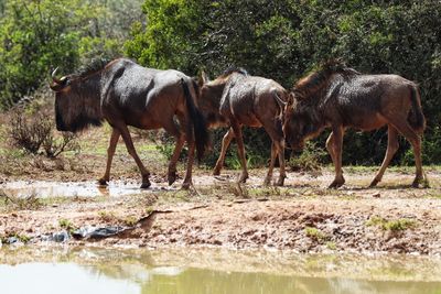 Wildebeest at a watering hole