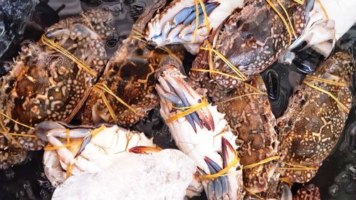 High angle view of fish for sale in market
