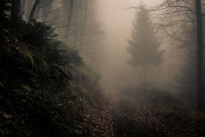 Trees in forest during foggy weather