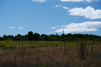 Scenic view of grassy field against sky