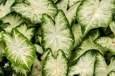 Full frame shot of fresh green plants