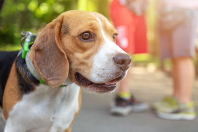 Beagle dog in the park. tired beagle dog outdoor.