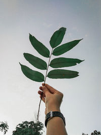 Low angle view of hand holding leaves against sky