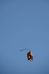 Close-up of bird against clear blue sky