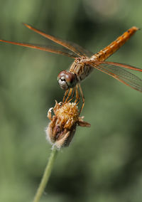 Red dragonfly on the head of a faded flower