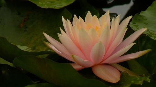 Close-up of pink lotus water lily